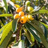 Live Loquat Fruit Tree, 5-9 Inches Tall In 4-Inch Pot, Garden Planting