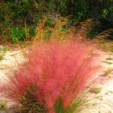 2 Live Ruby Muhly Grass Plants, 5-9 Inch Tall, Ornamental Perennial Accent