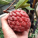 Potted Live Red Sugar Apple Fruit Tree, Annona Squamosa, 6-12 Inches Tall