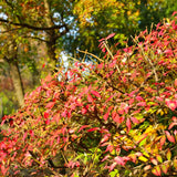10 Live Dwarf Burning Bush Plants, Landscape Shrubs For Yard Landscape Use