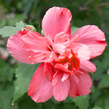 Flowering Shrub, Red Rose Of Sharon Live Plant, 6-13 Inches Tall, Potted