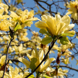 Live Yellow Bird Magnolia Plant, Flowering Garden Shrub, 6-12 Inches Tall