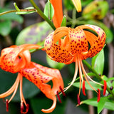 10 Orange Turks Cap Lily Bulbs, Tiger Lily Live Flowers For Outdoor Beds