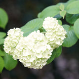 Live White Japanese Snowball Viburnum Shrub, 7-10 Inches Starter In Pot