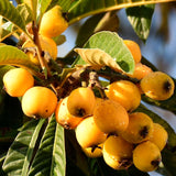 Live Loquat Fruit Tree In Gallon Pot, 10-14 Inch Plant For Garden Planting