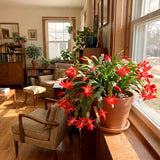 Live Red Easter Cactus, 4-6 Inch Houseplant For Indoor Decor And Patios