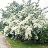 Cold Hardy White Kousa Dogwood Tree, 12-18 Inch, Quart Pot Flowering Plant