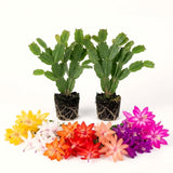 2 Live Christmas Cactus Plants, Multicolor Blooms, 4-8 Inch Houseplants
