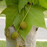 Live Sycamore Shade Tree In Quart Pot, Dormant Plant, 8-10 Inches Tall
