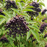 Live Black Elderberry Shrub In Quart Pot, Sweet Fruit-Bearing Garden Plant