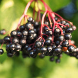 2 Live Black Elderberry Bush Plants, Edible Berries, 5-9 Inch Tall Size