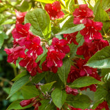 Quart Pot Red Weigela Live Flowering Shrub For Landscape Garden Planting