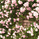 2 Live Climbing Rose Plants, Fragrant Mixed Colors, Blooming Rose Bushes