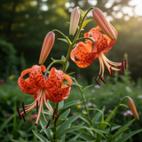 5 Live Orange Tiger Lily Bulbs, Turks Cap Perennial Flowers For Garden