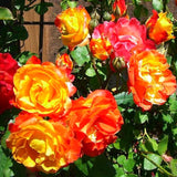 Orange Yellow Climbing Rose Live Plant, Fragrant Multi Rose, Bare Root