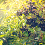 2 Live Black Elderberry Bush Plants, Edible Berries, 5-9 Inch Tall Size