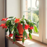 Live Red Easter Cactus, 5-7 Inch Indoor Houseplant For Hanging Basket Decor