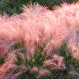 2 Live Pink Muhly Grass Plants, 5-9 Inch Starters For Borders And Pots