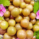 3 Live Bronze Muscadine Grape Vines, 4-6 Inch Plants For Outdoor Gardens