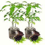 2 Live Black Elderberry Plants, 6-12 Inch Tall Home Garden Fruit Shrubs
