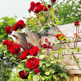 Live Don Juan Rose Plant, Well-Rooted Climber For Trellises And Arches