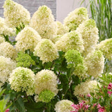 White Silver Dollar Hydrangea Shrub, Live Plant In 4-Inch Pot For Planting
