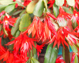Live Red Easter Cactus Plant, 4-7 Inches, Indoor Spring Bloomer Display