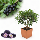 Live Black Plum Fruit Tree Plant, 22-26 Inch Tall, 1 Gallon Pot For Gardens