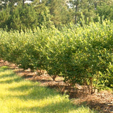 Live Red Goji Berry Plant, 5-9 Inches Tall, For Containers And Gardens