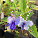 2 Live Blue Butterfly Clerodendrum Plants, Tropical Growth, 4-8 Inches