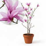 Live Jane Magnolia Tree, 6-12 Inch Outdoor Plant For Garden Landscapes