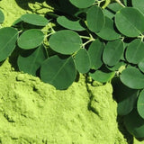 Live Moringa Oleifera Tree In 4 Inch Pot, Dwarf Perennial For Planting