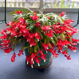 2 Live Christmas Cactus Plants, Red Flowering Houseplant, 3-6 Inches Tall