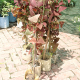 2 Christia Obcordata Live Plants, Butterfly Foliage Starters, 5-9 In Tall