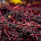 Live Black Elderberry Shrub In Quart Pot, 8-12 Inch Outdoor Garden Plant