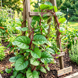 Half Gallon Potted Malabar Spinach Live Plant, 6-12 Inches Tall For Gardens