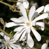 Live Star Magnolia Flower Tree, 6-12 Inches Tall In 2.5-Inch Nursery Pot