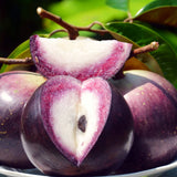 Live Purple Star Apple Fruit Tree, 18-22 Inches Tall In 1 Gallon Container