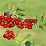 Live Yaupon Holly Shrub, 4-6 Inch Upright Plant For Landscape Border Areas