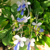 Live Clerodendrum Plant, Blue Butterfly, Chain Of Glory, 5-9 Inches Tall