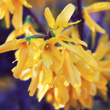 2 Live Forsythia Shrubs, Golden Yellow Blooms, 6-12 Inch Tall Bareroots