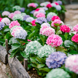 Live Hydrangea Shrub, Random Flower Color, 5-10 Inch Landscape Garden Plant