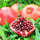 Live Pomegranate Fruit Tree Plant, Wonderful Variety, 5-10 Inches Tall