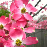 2 Live Pink Dogwood Trees, 6-12 Inches Tall, Ornamental, 2.5-Inch Pots