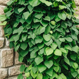 2 Dutchman Pipe Live Vine Plants 6-12 Inch Tall, Large Deep Burgundy Blooms