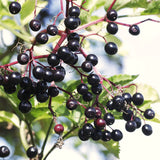 2 Live Black Elderberry Bushes, 6-12 Inch Tall Perennial American Plants