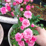 Live Pink Rose Bush, 5-8 Inch Heirloom Shrub For Containers And Borders