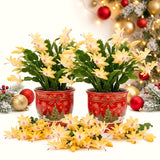 2 Yellow Christmas Cactus Live Plants, 4-8 Inch Holiday Houseplant Decor