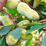 Live Pawpaw Fruit Tree In Pot, Well-Rooted Plant Measuring 6-12 Inches