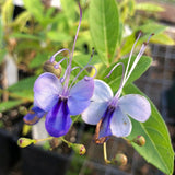 2 Mixed Clerodendrum Live Plants, 4-8 Inches, Tropical Indoor Outdoor Vine